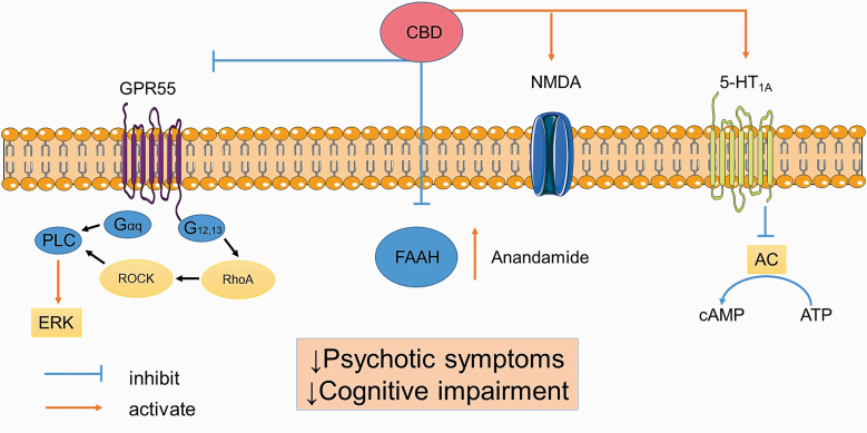 Potential mechanisms of action of CBD. CBD activates 5-HT1A and glutamate receptor (NMDA), inhibits FAAH enzyme, elevates serum anandamide, and blocks GPR55 receptor to control symptoms associated with schizophrenia. Note: 5-HT1A, 5-hydroxytryptamine 1A; AC, adenylate cyclase; cAMP, cyclic adenosine monophosphate; CBD, cannabidiol; ERK, extracellular signal-regulated kinase; FAAH, fatty acid amide hydrolase; GPR55, G-protein-coupled receptor 55; MCCB, MATRICS Consensus Cognitive Battery; NMDA, N-methyl-d-aspartate; PLC, phospholipase C; RhoA, Ras homolog family member A; ROCK, Rho-associated protein kinase. The image was modified from Servier Medical Art, licensed under a Creative Common Attribution 3.0 Generic License, https://smart.servier.com/.