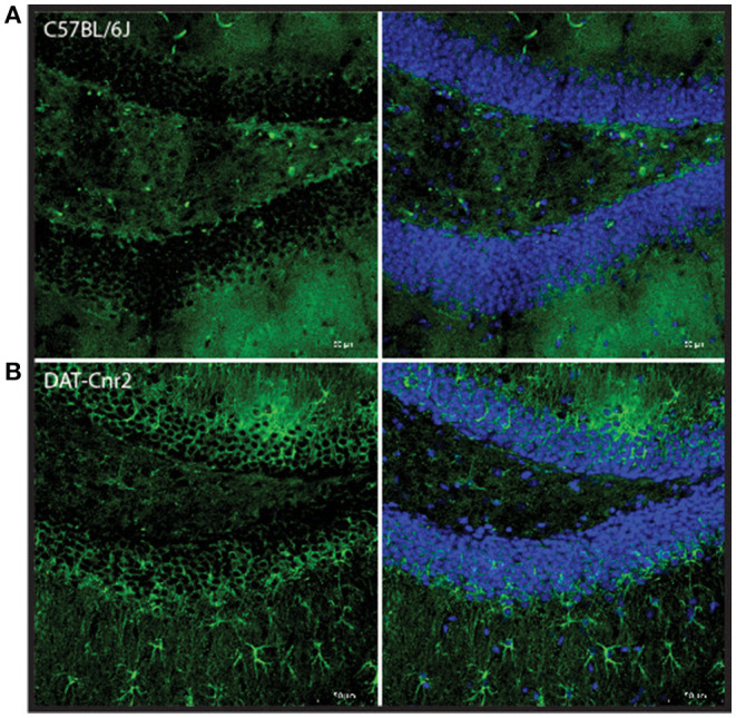 Representative images of Cd11b staining in dentate gyrus region of the hippocampus in male C57BL/6J (A) and DAT-Cnr2 cKO (B) male mice. Cd11b immunofluorescence (green). Merged immunofluorescence of Cd11b and DAPI (blue).