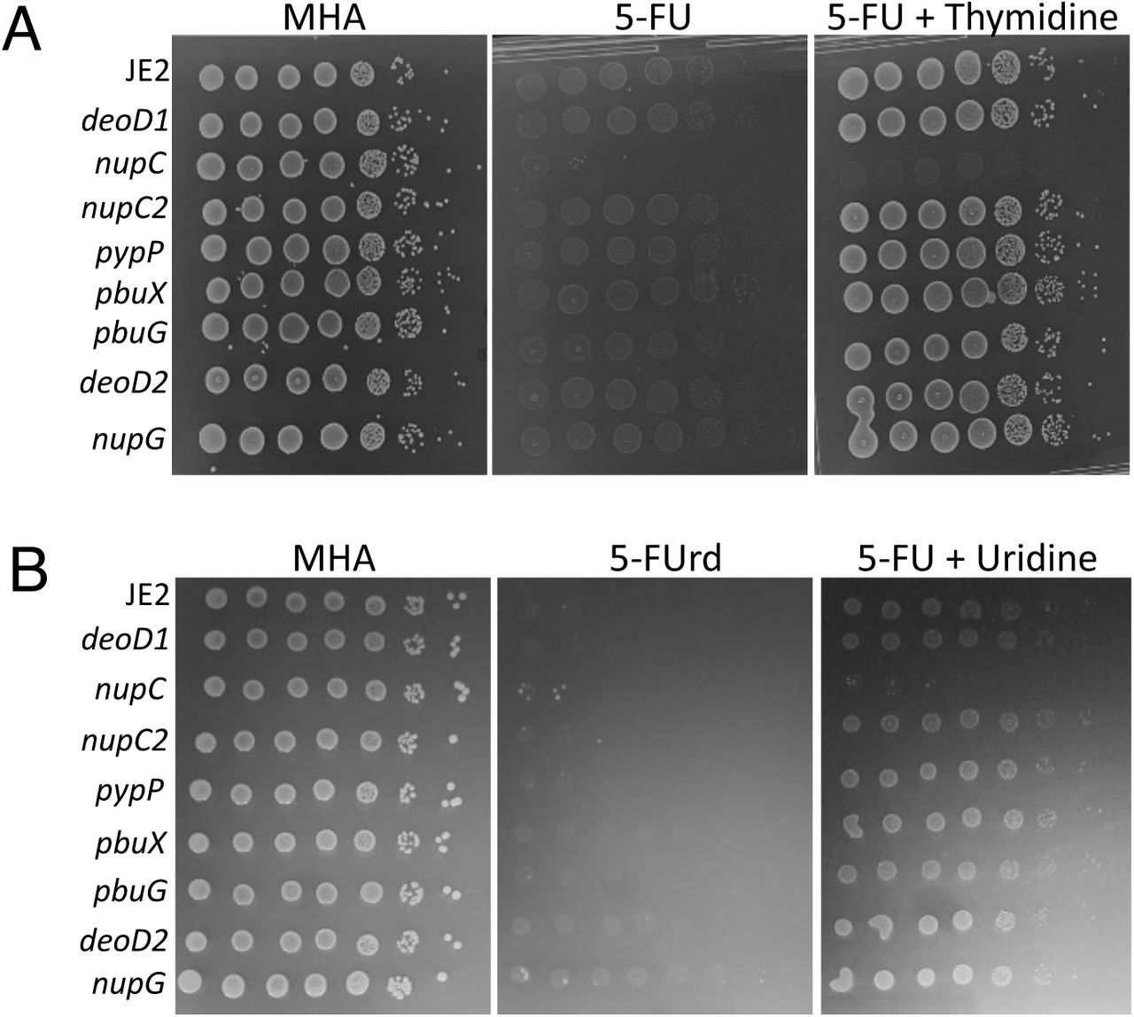 Thymidine or uridine rescue MRSA growth inhibition by 5-fluorouracil (A) and 5-fluoruridine (B), respectively, in a nupC-dependent manner.Serial dilution spot plate assays using NTML mutants implicated in nucleotide transport and metabolism on Mueller-Hinton agar (MHA), MHA supplemented with 5-fluorouracil (5-FU; 8 µg/ml) or 5-fluorouridine (5-FUrd; 1 µg/ml), and MHA containing 5-FU or 5-FUrd plus thymidine or uridine (50 µg/ml). Plates were incubated for 24 h. These experiments were repeated 3 times, and representative plates are shown.