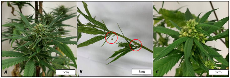 Difference in location of male flowers in GA3 and STS treatments on Syr_F. (A) Control, showing no male flowers. (B) Gibberellic acid (GA3); male flowers circled in red at axial nodes typical of ADF, while racemose inflorescence remained female. (C) Silver thiosulfate (STS); male flowers throughout racemose inflorescence typical of PDI, while ADFs at axial nodes remained female. Photos taken 21 days after reducing the photoperiod to 12:12.