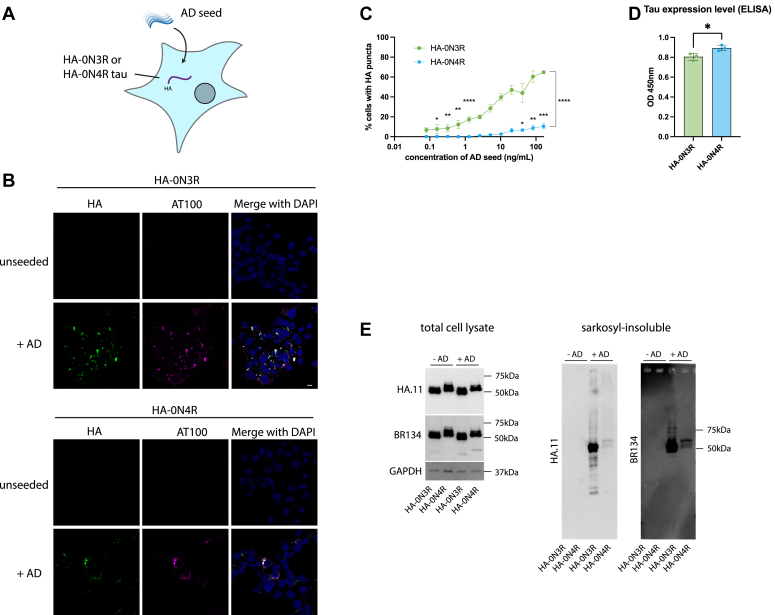 Seeded aggregation of HA-tagged full-length, 0N3R, and 0N4R wild-type tau by AD brain-derived tau seed. A, diagram depicting HEK293 cell line expressing HA-0N3R or HA-0N4R tau and seeded with AD seed. B, representative immunofluorescence images of HEK293 cells stably expressing HA-0N3R or HA-0N4R tau with or without treatment with AD seed in the presence of Lipofectamine 2000. sb = 10 μm. C, quantification of percent cells bearing HA-puncta (two-way ANOVA with Fisher’s LSD, ∗∗∗∗p < 0.0001, ∗∗∗p = 0.0002, ∗∗p < 0.006, ∗p < 0.03). D, total tau (HT7) ELISA showing relative expression levels of HA-0N3R and HA-0N4R HEK293 cell lines (unpaired t test, ∗p = 0.0278). E, immunoblot of total cell lysate and sarkosyl-insoluble fraction of HEK293 cell lines with or without treatment with AD seed using a C-terminal tau antibody (BR134) and anti-HA antibody.