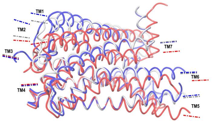 Comparison of CB1 structures from the crystal structure of complex with antagonist (blue, inactive-state conformation), from the crystal structure of complex with agonist (red, active-state conformation), and modeled apo-receptor structure (white). The structures are superimposed on each other as in Figure 5. Directions of axes of the α-helices are depicted as short dashed–dotted lines.