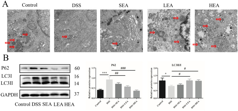 EA enhanced the degree of autophagy. A The autophagosome in the colon. B The protein levels of autophagy-related proteins in the colon. (n = 6 mice per group, *P < 0.05, ***P < 0.001 vs. the control group; #P < 0.05, ##P < 0.01, ###P < 0.001 vs. the DSS group)
