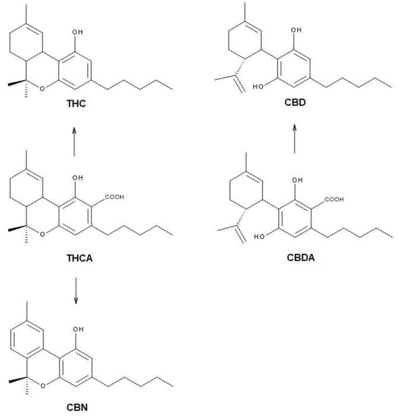 Molecular structure of tetrahydrocannabinol acid (THCA) and cannabidiol acid (CBDA). In the presence of heat or light, they decompose to decarboxylate molecules: Δ9-tetrahydrocannabinol (THC) or cannabidiol (CBD). The cannabinol (CBN) is an indicator of the thermal decomposition of cannabinoids, through prolonged exposure to elevated temperatures.