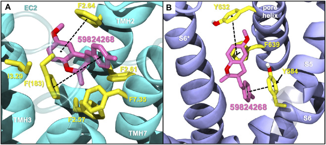 Selected compound 59824268 docked in CB2 (A) and TRPV1 (B). EC2: Extracellular loop 2; TMH, transmembrane helix.