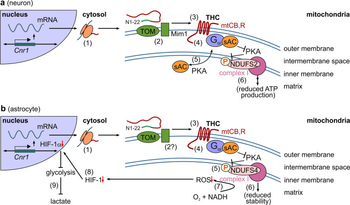 Comparison of signaling cascades induced by mtCB1R activation in neurons and astrocytes. a In neurons,3 a pool of CB1Rs (1) is targeted to mitochondria (‘mtCB1Rs’). Even though the N1-22 sequence facilitates mitochondrial enrichment, the exact mitochondrial import machinery for CB1Rs is as yet debated (2). mtCB1Rs localize to the outer mitochondrial membrane.3 Δ9-tetrahydrocannabinol (THC) action on mtCB1Rs (3) reduces cellular ATP availability through a mechanism involving inhibition of soluble adenylate cyclase (sAC) (4) and subsequent inhibition of the PKA-dependent phosphorylation of complex I proteins, particularly NDUFS2 (6). An open question is the precise partitioning of signal proteins (5). Data were adapted from ref. 4 b In astrocytes,1 the mitochondrial import of CB1Rs is elusive yet could follow similar principles as in neurons (1,2). mtCB1Rs, when activated (3), reduce the protein kinase A (PKA)-dependent phosphorylation of the mitochondrial complex I subunit NDUFS4 (4,5). NDUFS4 hypophosphorylation destabilizes complex I (6), including a detrimental effect on its ability of producing reactive oxygen species (ROS, 7). Reduced ROS levels, in turn, impair HIF-1 signaling (7) and HIF-1-dependent transcription (8), ultimately leading to an HIF-1α-dependent reduction of lactate production (9)