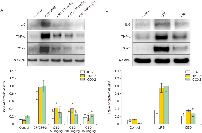 (A) Results of western blot analysis of IL-6, TNF-α, and COX2 in vivo in each group. Quantitative western blot analysis of IL-6/GAPDH, TNF-α/GAPDH, and COX2/GAPDH in vivo. (B) Results of western blot analysis of IL-6, TNF-α, and COX2 in each group in vitro; quantitative western blot analysis of IL-6/GAPDH, TNF-α/GAPDH, and COX2/GAPDH in vitro. CP/CPPS: chronic prostatitis/chronic pelvic pain syndrome, CBD: cannabidiol, LPS: lipopolysaccharide, IL-6: interleukin-6, TNF-α: tumor necrosis factor-alpha, COX2: cyclooxygenase-2, GAPDH: glyceraldehyde 3-phosphate dehydrogenase. ap<0.01 compared with the CP/CPPS group. bp<0.01 compared with the LPS group.