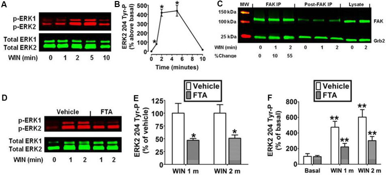 Cannabinoid receptors (CB1) stimulate Grb2/Sos1/Ras-dependent activation of extracellular signal-regulated kinase 2 (ERK2) phosphorylation at tyrosine 204 in N18TG2 cells. (A,B) Cells were treated with 0.01 μM WIN55212-2 (WIN) at 37°C for 1, 2, 5, and 10 min (m). Cell lysates were analyzed using western blots and representative blot images and analysis of ERK2 204 Tyr-P (normalized to total ERK2 levels) are shown. Data are reported as mean ± SEM of the % change over basal from three separate experiments. (C) Cells were treated with 0.01 μM WIN for 1 or 2 m at 37°C. Proteins from total cell lysate (500 μg) were immunoprecipitated with FAK antibodies and were immunoblotted with FAK and Grb2 antibodies. Data are the % change from basal Grb2 levels associated with FAK (normalized to total FAK at each time point). MW, molecular weight size marker. (D–F) Cells were pretreated for 15 m with a vehicle or the Ras inhibitor farnesylthiosalicylic acid (FTA, 10 μM) before treatment with 0.01 μM WIN for 1 or 2 m at 37°C. Cell lysates were analyzed using western blots and representative blot images and analysis of ERK2 204 Tyr-P (normalized to total ERK2 levels) are shown. Data are reported as mean ± SEM of panel (E) % of vehicle-treated ERK2 204 Tyr-P at the same time point or (F) the % of basal/time 0 ERK2 204 Tyr-P from three separate experiments. Significance was assessed using Student’s t-test [*p < 0.01 indicates significantly different from vehicle-treated (at the same time point); **p < 0.05 indicates significantly different from basal/time 0]. For each dataset, cells were cultured and experiments were completed on at least three separate occasions.