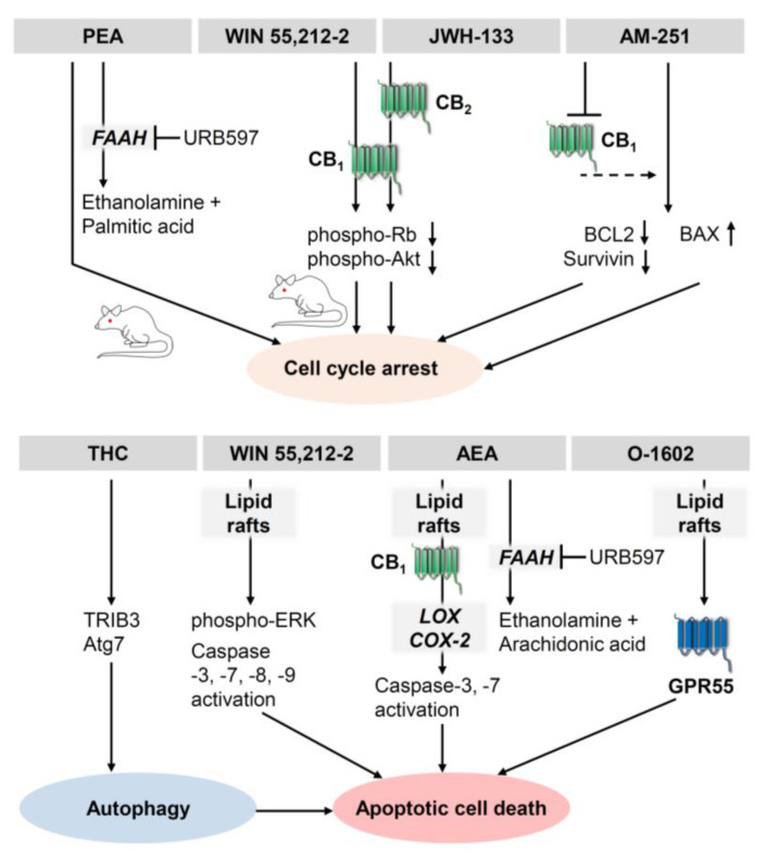 Mechanisms of the growth inhibitory (upper panel) and proapoptotic (lower panel) effects of cannabinoids on melanoma cells demonstrated so far. Where a mouse is shown, the data were confirmed by in vivo experiments. The figure does not include experimental data from publications in which no experiments on the intracellular mechanism of action of cannabinoids on melanoma cells were performed. The arrows indicate the sequential causal relationships of activations, inductions, downregulation and inhibitions triggered by the indicated substances. In the cases where URB597 is listed with an inhibitory arrow directed at FAAH, URB597 resulted in an enhancement of the endocannabinoid effect shown. The dashed arrow indicates that a causal relationship between CB1 receptor inactivation and the subsequent signalling pathway has not been shown. All abbreviations are given in the text.