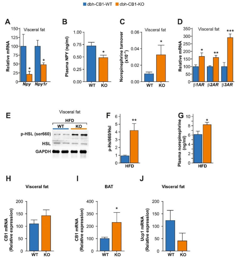 HFD selectively enhances β-adrenergic signaling while decreases NPY signaling in the visceral fat of dbh-CB1-KO mice. (A) qPCR analysis of visceral fat from dbh-CB1-KO mice on HFD show decreased Npy and Npy1r gene expression (n = 5–6). (B) Lower plasma NPY levels in dbh-CB1-KO mice on HFD (n = 7). (C) dbh-CB1-KO mice on HFD show increased norepinephrine turnover in the visceral fat (n = 6–8). (D) dbh-CB1-KO mice on HFD show increased β1, β2, and β3 adrenergic receptor mRNA levels in the visceral fat (n = 6). (E,F) Representative blot and quantification analysis showing the several-fold increase in p-Hsl/Hsl ratio in the visceral fat of dbh-CB1-KO mice on HFD (n = 3–4). (G) dbh-CB1-KO mice show increased plasma NE levels in HFD conditions (n = 5–7). CB1 mRNA levels in (H) visceral fat and (I) BAT from dbh-CB1-KO and the corresponding control littermates. (J) Ucp1 mRNA in visceral fat. Data are expressed in mean ± SEM. Student t-test, * p < 0.05, ** p ≤ 0.01, *** p ≤ 0.001.