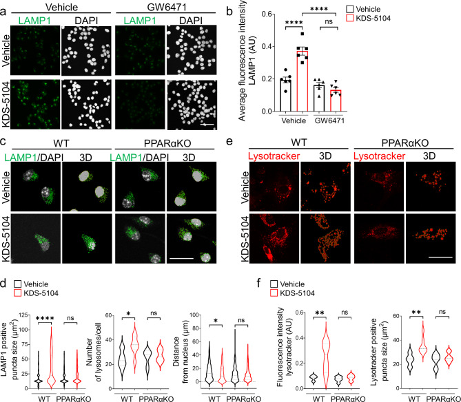 KDS-5104 increases lysosomal biogenesis in a PPARα dependent manner. (a) Representative LAMP1 immunofluorescence images of vehicle or KDS-5104 treated BV2 cells with or without GW6471 pretreatment. (b) Quantification of LAMP1 fluorescent intensity (n = 6/condition). (c) Representative images of LAMP1 (green) and DAPI (white) staining and corresponding 3D renderings of primary WT and PPARαKO microglia cultures treated with vehicle or 10 µM KDS-5104 for 8 h. (d) Quantification of lysosome size, number of lysosomes per cell and distance of lysosomes from the nucleus. (e) Representative images of lysotracker positive lysosomes and 3D renderings of primary WT and PPARαKO microglial cultures treated with vehicle or 10 µM KDS-5104 for 8 h. (f) Quantification of lysotracker fluorescence intensity and number of lysotracker + lysosomes per cell. Approximately 25 cells obtained from a minimum of 3 wells per group were analyzed. AU: artificial unit. Scale bars: 200 μm in (a) and 100 μm in (c, e). For all panels, data are presented as mean ± SEM. ns: non-significant, *p < 0.05, **p < 0.01, ****p < 0.0001. One way ANOVA with Tukey’s multiple comparisons tests as the post hoc analysis