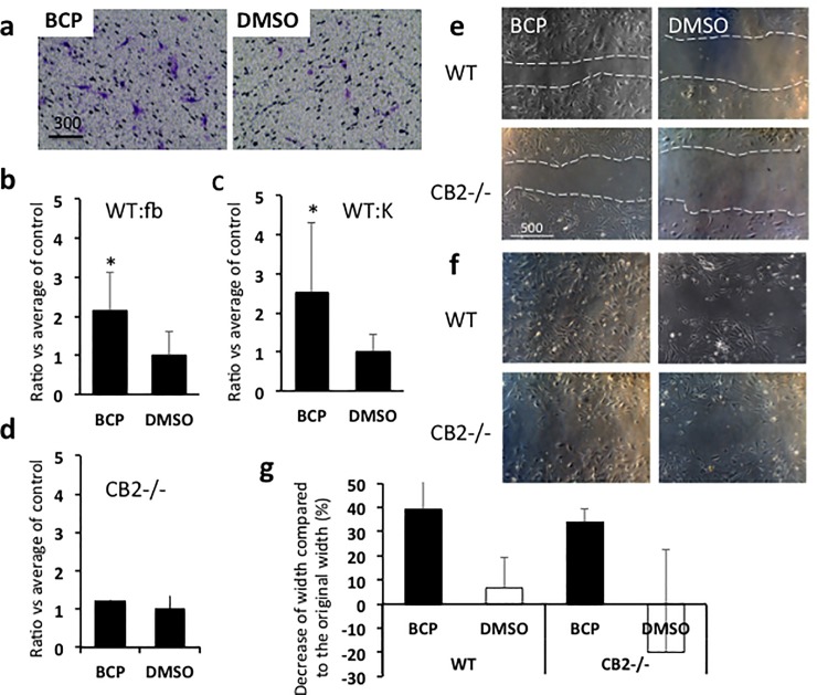 Influence of BCP on cell migration.(a) Representative results of chemotaxis assay. Cells showed chemotactic responses to BCP. Fibroblasts and keratinocytes were exposed either to BCP or to DMSO (control) in chemotaxis assay. WT cells exposed to BCP showed significantly more chemotactic responses toward the bottom of the inserts (fibroblasts, Student T-test, T = 2.564, df = 8, P = 0.033, BCP, n = 4, DMSO, n = 4, (b); keratinocytes, Student T-test, T = 2.456, df = 8, P = 0.04, BCP, n = 4, DMSO, n = 4, (c)), but cells isolated from CB2 knockout mice did not show differences between those exposed to BCP and those exposed to DMSO control (fibroblasts, Student T-test, T = 0.944, df = 4, P = 0.398, BCP, n = 3, DMSO, n = 3, (d)). (e, f, g) Results of scratch tests. Representative images on the influence of BCP (27 μM) on cell migration of fibroblasts. Six hours after scratch (e) and 1 day after scratch (f). Dotted white lines show the edge of scratched area. Scale bar = μm, (g) The distance cells migrated during the 6 hours shown as a comparison to the original width (% of shrink in width). O% means no change from original width. ANOVA, Medium type, F1,8 = 7.16, P = 0.028, cell type, F1,8 = 0.365, P = 0.562, BCP, n = 3, DMSO, n = 3.