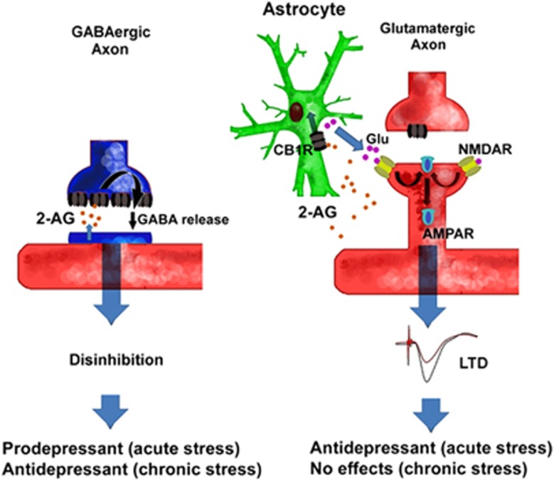 Proposed model for biphasic effects of monoacylglycerol lipase (MAGL) inhibitors on acutely and chronically stressed mice, MAGL inhibition increases 2-AG to trigger the two signaling pathways: (1) activation of GABAergic presynaptic CB1R decreases GABA release to disinhibit postsynaptic neurons, which produces pro-depressant effects on acutely stressed mice (acute stress) or antidepressant effects on chronically stressed mice (chronic stress); (2) 2-AG activates astroglial CB1R, promoting the accumulation of interstitial glutamate to produce postsynaptic NR2BR activation, α-amino-3-hydroxy-5-methyl-isoxazole propionic acid receptors (AMPAR) endocytosis and long-term depression (LTD) expression, which leads to antidepressant effects on acutely stressed mice without significant effects on chronically stressed mice. Thus, a high dose of MAGL inhibitor produces rapid antidepressant effects on chronic-stressed mice through disinhibition of GABAergic synapses.