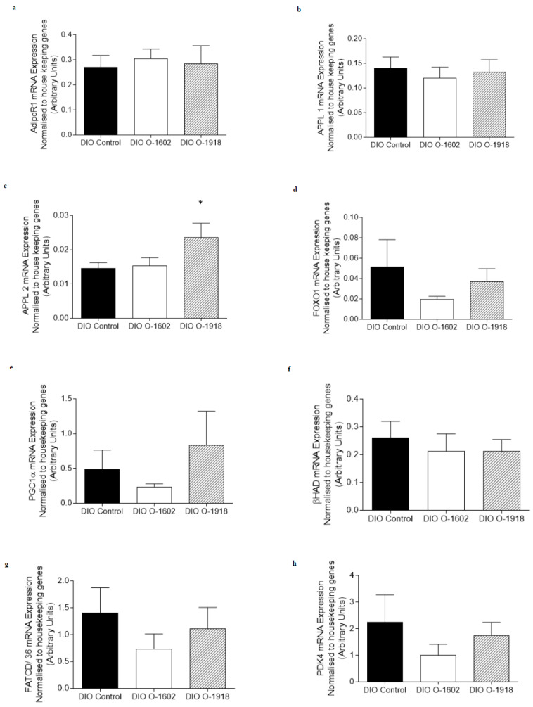 The abundance of mRNA expressed for markers involved in adiponectin signalling, fatty acid metabolism and oxidative capacity in white gastrocnemius skeletal muscle obtained from rats fed a high fat diet for 9 weeks to induce obesity. The DIO control rats, DIO O-1602 rats and the DIO O-1918 rats were treated via intraperitoneal injection for a further 6 weeks. mRNA expression was normalised to the average of housekeeping genes cyclophilin and βActin and grouped data is reported as mean (arbitrary units) ± SEM. The DIO control group is compared to either the DIO O-1602 group (* significance p < 0.05) or the DIO O-1918 group (* significance p < 0.05). (a) Adiponectin Receptor 1 (AdipoR1); (b) Adaptor protein containing pleckstrin homology domain, phosphotyrosine binding domain and leucine zipper motif 1 (APPL1); (c) Adaptor protein containing pleckstrin homology domain, phosphotyrosine binding domain and leucine zipper motif 2 (APPL2); (d) Forkhead box protein 01 (FOXO1); (e) Peroxisome proliferator-activated receptor gamma co-activator 1 alpha (PGC1α); (f) beta-hydroxyacyl-CoA dehydrogenase (βHAD); (g) Fatty Acid Translocase/Cluster of Differentiation 36 (FATCD/36); (h) Pyruvate Dehydrogenase Kinase 4 (PDK4).