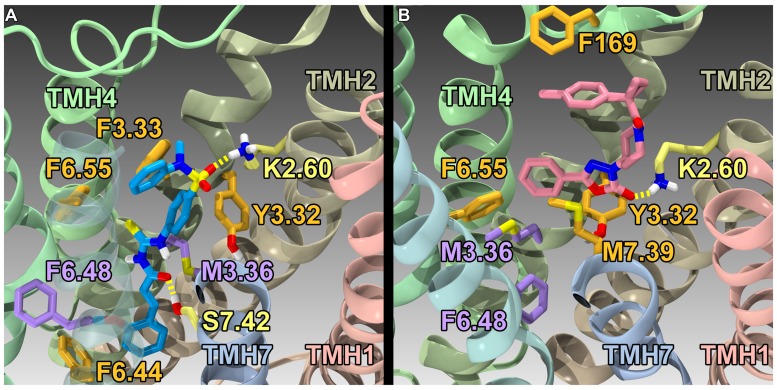 Homology models of CID1792197 (30; agonist) and ML191 (35; antagonist) docked at WT R* (active) and R (inactive) GPR55 models, respectively. The view is from the lipid bilayer, toward TMH6-7; residues that form the ‘toggle switch’ are shown in lavender; residues that form hydrogen bonds are shown in yellow; residues that form van der Waals interactions are shown in orange; hydrogen bonds are shown as dashed yellow lines. (A) CID1792197 (agonist, blue) in the human WT GPR55 R* model; (B) ML191 (antagonist, pink) in the human GPR55 R model. Notice that ML191 is docked more extracellularly than CID1792197 and sterically blocks the toggle switch residues (lavender) from undergoing necessary conformational changes via interactions with F6.55 (i.e., ML191 packs against F6.55, which in turn packs against M3.36).