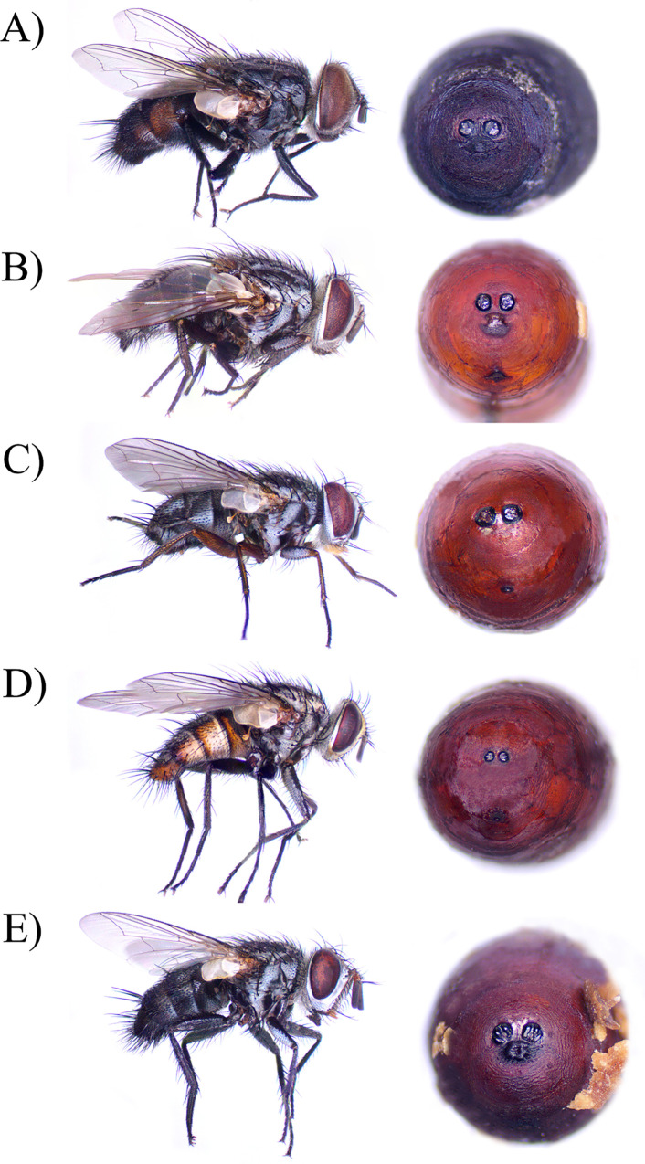 Tachinid flies parasitizing corn earworm larvae in outdoor hemp in Kentucky.Posterior view of puparia showing the spiracles is next to each adult fly. A) Winthemia rufopicta Bigot, B) Lespesia aletiae Riley, C) Hyphantrophaga blanda Osten Sacken, D) Eucelatoria bryani Sabrosky, E) Chetogena sp.