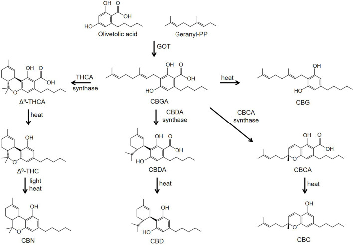 Biosynthesis pathways of phytocannabinoids. Abbreviations: CBN, cannabinol; CBC, cannabichromene; CBD, cannabidiol; CBG, cannabigerol; CBDA, cannabidioloic acid; CBGA, cannabigerolic acid; CBCA, cannabichromenic acid; GOT, olivetolate geranyltransferase; Δ9-THCA, Δ9-tetrahydrocannabinolic acid; Δ9-THC, Δ9-tetrahydrocannabinol.