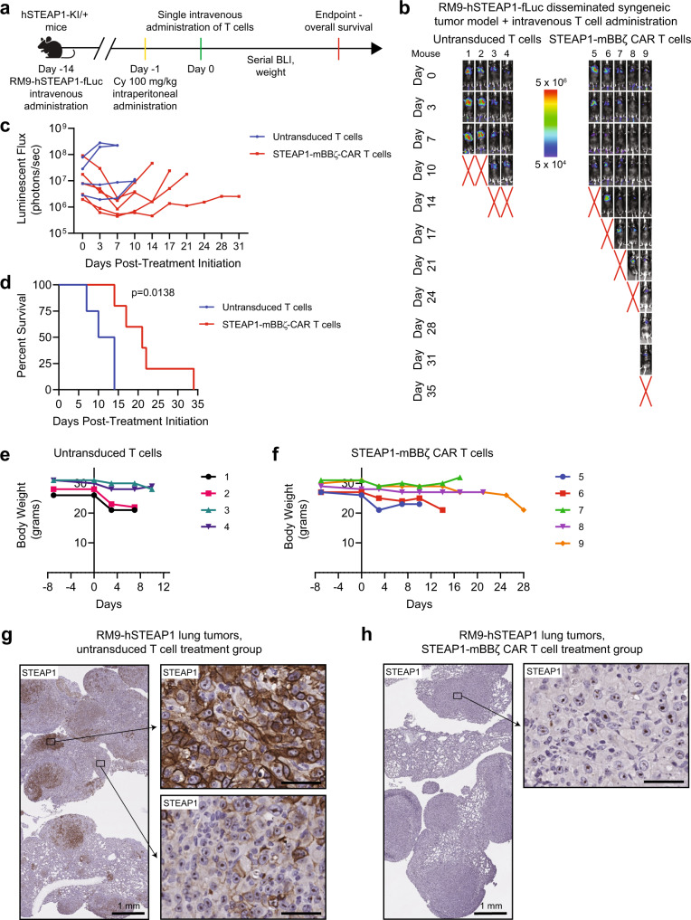 Determination of the efficacy and safety of mouse STEAP1-mBBζ CAR T cells in hSTEAP1-KI mice bearing syngeneic, disseminated prostate cancer.a Schematic of the tumor challenge experiment for the RM9-hSTEAP1 disseminated model in hSTEAP1-KI/ + mice. Cy cyclophosphamide (for preconditioning). Created with BioRender.com. b Serial live BLI of hSTEAP1-KI/ + mice engrafted with RM9-hSTEAP1-fLuc metastases and treated with a single intravenous injection of 5 × 106 mouse untransduced T cells or STEAP1-mBBζ CAR T cells on day 0. Red X denotes deceased mice. Radiance scale is shown. c Plot showing the quantification of total flux over time from live BLI of each mouse in (b). d Kaplan–Meier survival curves of mice in (b) with statistical significance determined by log-rank (Mantel–Cox) test. For panels (b–d), n = 4 mice were used in the untransduced T cells group and n = 5 mice in the STEAP1-BBζ CAR T cells group. Plots of weights for each mouse (numbered in (b)) over time in the (e) mouse untransduced T cells treatment group and (f) STEAP1-mBBζ CAR T cell treatment group. g Photomicrographs at (left) low and (right) high magnification of STEAP1 IHC staining of RM9-hSTEAP1 lung tumors after treatment with mouse untransduced T cells showing regions of strong homogenous STEAP1 expression and heterogeneous STEAP1 expression. Scale bars = 50 µm, unless otherwise noted. h Photomicrographs at (left) low and (right) high magnification of STEAP1 IHC staining of RM9-hSTEAP1 tumors after treatment with STEAP1-mBBζ CAR T cells showing no STEAP1 expression. Scale bars = 50 µm, unless otherwise noted. For panels (g, h) STEAP1 immunostaining was performed on n = 4 biologically independent specimens. Source data are provided in the Source Data file.