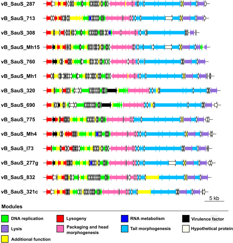Genomic organization of phages isolated during this work. ORFs were colored according to the assigned modules.