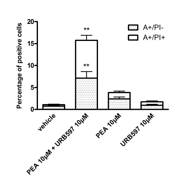PEA and URB597 potentiate cell death of B16 melanoma cells. Apoptosis was assessed by Annexin-V (A)/Propidium Iodide (PI) staining. B16 cells were treated with 10 μM of PEA and/or URB597 for 24 h and the number of Annexin-V positive cells (A+/PI-, apoptotic) and of double stained cells (A+/PI+, necrotic) was expressed as a percentage of total cells. Data are the average of five random fields from experiments performed in triplicate. Significantly different (**P < 0.01) from vehicle incubation.