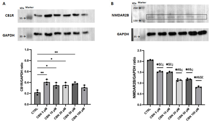Western blot analysis of proteins related to ion channel and synaptic activity. We reported the concentration of protein levels at all concentrations and the bands from WB membranes. The statistical analysis was performed by comparing the mean between each experimental group. (A): CB1R concentration compared to the housekeeping protein GAPDH. * p < 0.05, and ** p < 0.01 indicate significant difference vs. CTRL. (B): NMDAR2B expression levels compared to the housekeeping protein GAPDH. * p < 0.0001 indicates significant difference vs. CTRL. # p < 0.0001 indicates significant difference vs. CBN 5 µM. & p < 0.0001 indicates significant difference vs. CBN 10 µM. $ p < 0.0001 indicates significant difference vs. CBN 20 µM. £ p < 0.0001 indicates significant difference vs. CBN 50 µM. ç p < 0.0001 indicates significant difference vs. CBN 100 µM. In the blot, the black square indicates the band related to NMDAR2B.