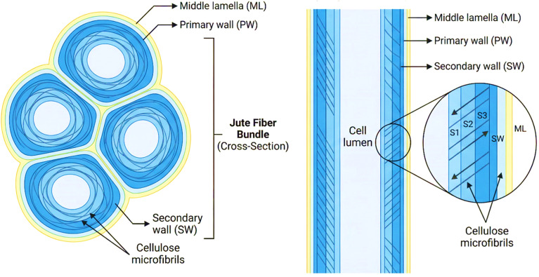 Morphological structure of jute fiber.