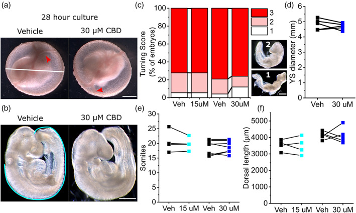 CBD does not significantly impair mouse embryo growth in culture. (a) Representative vehicle (ethanol) and 30 μM CBD treated litter embryos at the end of culture. Red arrows show yolk sac vasculature. The white line indicates yolk sac diameter, quantified in panel (d). (b) Vehicle and CBD‐treated embryos showing normal axial rotation. The Cyan line indicates dorsal length measured from the otic pit to the end of the tail. (c) Semi‐quantitative analysis of axial rotation (1–3) comparing vehicle versus littermate CBD‐treated embryos. Illustrative embryos with incomplete turning are shown (scores 1 and 2), whereas the embryos in (b) have completed turning (score 3). Data are the aggregate of four litters in the 15 μM group and five litters in the 30 μM group. (d–f) Quantification of (d) yolk sac diameter, (e) somite pairs, and (f) embryonic dorsal length in vehicle (Veh) and littermate CBD‐treated embryos. Points represent the mean of 3–4 embryos per condition and lines connect paired points from the same litter. Scale bars = 1 mm. No comparisons were significantly different between vehicle and CBD‐treated groupings. CBD, Cannabidiol
