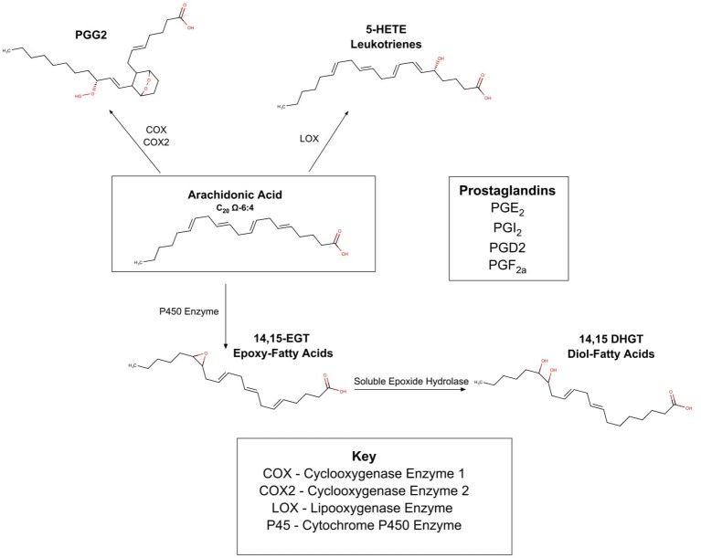 Oxidation of PUFA's by COX, LOX, P450.