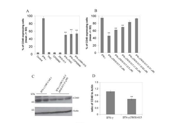 Cannabinoids inhibit microglial CD40 expression induced by IFN-γ. A, Mouse primary microglial cells were cultured in 6-well tissue-culture plates (5 × 105/well) and treated with THC (0.6 μM), CP55940 (5 μM) or selective cannabinoid CB2 agonist (JWH015; 5 μM) in the presence or absence of IFN-γ (100 U/mL), or treated with vehicle (1% DMSO Control) or IFN-γ alone (100 U/mL); B, In parallel 6-well tissue-culture plates, microglial cells were incubated with IFN-γ (100 U/mL) in the presence or absence of JWH-015 at the indicated doses. After 12 hr-treatments, these cells were prepared for FACS analysis of CD40 expression as described in Materials and methods. For A, ANOVA and post hoc testing showed significant differences of mean fluorescence (+/- SD with n = 3 for each condition) between IFN-γ treatment and IFN-γ treatment in the presence of THC, CP55940 or JWH-015 (p < 0.001). However, there was not a significant difference between IFN-γ/THC and either IFN-γ/CP55940 or IFN-γ/JWH-015 (p > 0.05). For B, ANOVA and post hoc testing showed significant differences of mean fluorescence (+/- SD with n = 3 for each condition) between IFN-γ treatment and IFN-γ treatment in the presence of JWH-015 at 5 μM, 2.5 μM and 1.25 μM (** p < 0.001). C, Western blot analysis by anti-mouse CD40 antibody shows CD40 protein expression and, by anti-β-actin antibody, shows β-actin protein (internal reference). D, Densitometric quantification of Western immunoblotting analysis from independent experiments (n = 2 for IFN-γ; n = 3 for IFN-γ/JWH-015 treatment) indicated that doses of JWH-015 of 1.25 μM or greater significantly (** p < 0.05) reduced IFN-γ-induced CD40 expression. CD40 expression is shown normalized to β-actin.