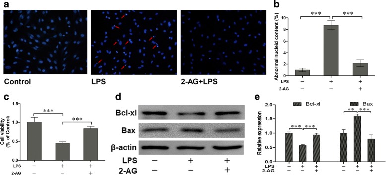Effects of 2-AG on the change of cell apoptosis and viability of astrocytes induced by LPS. Astrocytes were pretreated with 0.01 μM 2-AG for 2 h and exposed to 1 μg/ml LPS for 12 h. Cell apoptosis was measured by Hoechst 33342 assay (a, b) (the red arrows indicate the apoptotic cells) and MTT was used to measure cell viability (c). The expressions of Bcl-xl and Bax were evaluated through western blotting assay (d, e). Scar bar = 20 μm, error bars were ± SD. n = 3. *p < 0.05, **p < 0.01, and ***p < 0.001