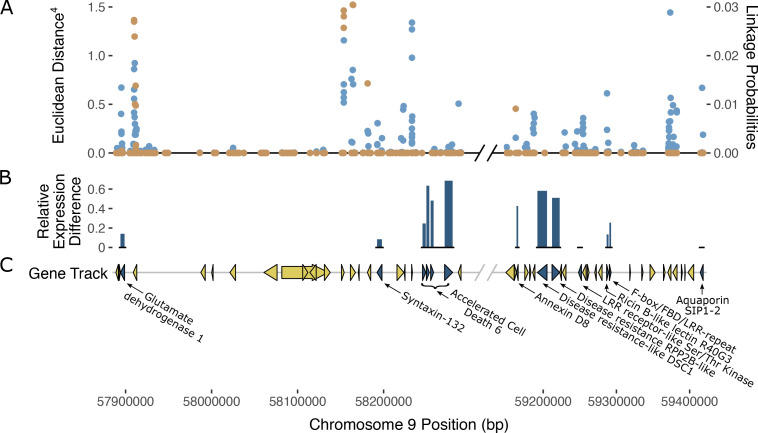 Possible gene candidates mediating PM2 resistance. (A) SNPs within the PM2 QTL defined region and their corresponding ED scores (left axis) are shown in blue (top track). Superimposed in orange are the Bayesian SNP linkage probabilities (right axis). SNP ED and Bayesian probabilities are the combined datasets from both N88xAC and W03xAC F1 populations. (B) Relative expression difference between bulks. Height of dark blue bars (middle track) indicate the relative level of gene expression difference between resistant and susceptible bulks for gene candidates. Relative expression difference for each gene was calculated as: (Resistance – Susceptible)/Resistance. Expression was measured in transcripts per million (TPM). (C) Gene track and annotations within PM2 QTL region. Gene markers (triangles and arrows) in dark blue denote genes that may be responsible for PM2 resistance based on predicted annotation and previous studies in other plant species. Yellow gene markers denote genes less likely to be responsible for PM2 resistance. Non-protein coding genes are not displayed in the gene track. Diagonal black and grey lines denote a break in chromosome position excluding a region where genes had annotations unrelated to defense responses against pathogens.