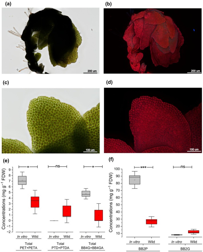 In vitro culture of Radula marginata. Microscopic analysis of R. marginata stem and leaves under bright field (a, c) and UV light (excitation 365 nm), showing autofluorescent structures such as leaf chloroplasts (red emission) (b, d). The presence of rhizoids is noticeable all along the stem. Bibenzyl concentrations in single in vitro plants (n = 3) as compared to samples from wild colonies (n = 5) are presented as box plots (e, f). The box and whiskers depict average (small square) ± SE and minimum/maximum values, respectively. Stars indicate a significant difference between average values (t‐test: *, P < 0.05; ***, P < 0.001). Compound structures are illustrated in Fig. 1.