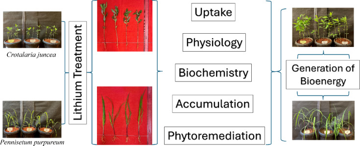 Lithium treatments and responses of sunn hemp and napier grass.