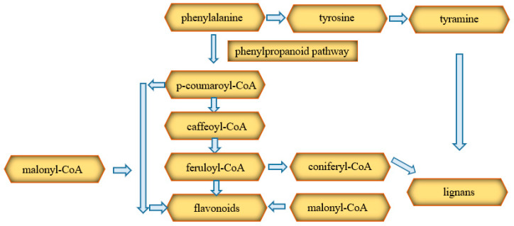 Diagram of the biosynthesis of phenolic compounds [42].