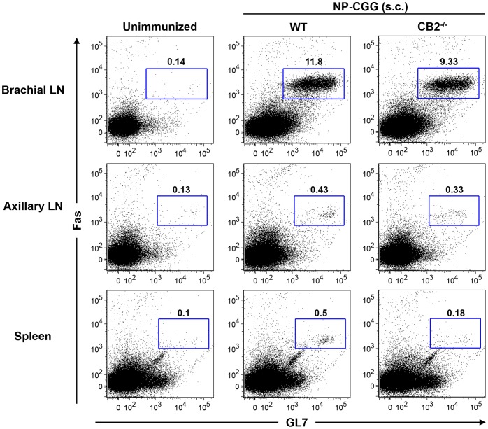 Upon s.c. immunization with NP-CGG GC formation occurs primarily in the draining LN.WT and CB2−/− mice were s.c. immunized with 30 µg alum-precipitated NP-CGG s.c. on the shoulders. On day seven, the draining brachial and non-draining axillary LN and the spleen were collected and GC B cells were analyzed by flow cytometry. Representative dot plots show relative frequencies of Fas+GL7+ GC B cells within the B220+ population in the brachial LN (top row), axillary LN (middle row), and the spleen (bottom row) from unimmunized controls (left panels), immunized WT (middle panels) and CB2−/− (right panels) mice. Numbers on the plots represent the percentage of cells in the corresponding gate. Data shown are one representative experiment of three.
