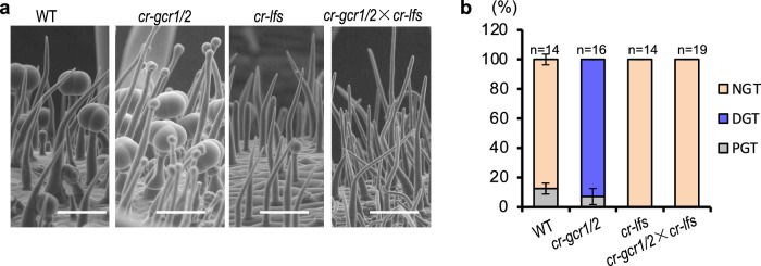 GCR1/2 repress the gland formation by inhibiting LFS.a SEM images showing no gland formation in gcr1/gcr2/lfs triple mutants obtained by crossing cr-gcr1/2 and cr-lfs. Bar: 100 μm. b Quantification of trichomes on the petioles of WT, cr-gcr1/2, cr-lfs and gcr1/gcr2/lfs triple mutants (cr-gcr1/2×cr-lfs). The Y-axis represents the proportion of three categories of trichomes in the total number of trichomes. n represents the number of SEM images used for the quantification. For each line, at least 14 different SEM images from three to six individual plants were used for trichome quantification. Data are shown as mean ± SD. p-values were calculated by unpaired two-sided t-test and are presented in Supplementary Table 7.