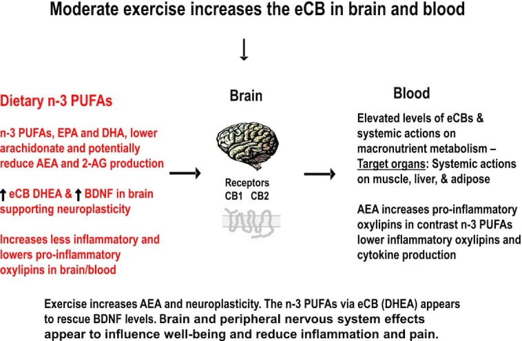 Dietary DHA and EPA and exercise increase BDNF expression, playing a role in brain physiology, neurogenesis, and plasticity. The synthesis of eCBs and OxLs shares substrates from both n–6 and n–3 families of PUFAs. Therefore, PUFAs determine the types of eCBs and OxLs biosynthesized and ultimately result in potentially different physiological actions (e.g., proinflammatory or less proinflammatory). The ECS is mainly mediated by AA eCB agonists; however, EPA may lower AA eCB agonists in brain and other organs and tissues. Supplementing dietary n–3 PUFAs will reduce the cellular phospholipid content of AA (see Figure 3) and lower biosynthesis of AEA. During moderate physical activity, when AEA is increased, it is not clear if n–3 PUFAs can replace AEA with EPEA or DHEA in brain. It is unknown if the eCBs EPEA and DHEA mediate the same effects as AEA or have different actions during exercise. Currently, replacement of AA in phospholipids with n–3 PUFAs is thought to reduce the production of proinflammatory OxLs and likely improve BDNF levels. AA, arachidonic acid (20:4n–6); AEA, anandamide; BDNF, brain-derived neurotrophic factor; CB1 and CB2, cannabinoid receptors; DHEA, N-docosahexaenoyl ethanolamide; eCB, endocannabinoid; ECS, endocannabinoid system; EPEA, N-eicosapentaenoyl ethanolamide; OxL, oxylipin; 2-AG, arachidonoylglycerol.