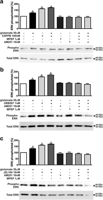 CDPPB-, URB597- and JZL184–mediated ERK1/2 phosphorylation is dependent on both mGluR5 and CB1. Shown are representative immunoblots for phospho- (upper panel) and total-ERK1/2 expression (lower panel) and graphs depicting the densitometric analysis of phospho-ERK1/2 normalized to total- ERK1/2 expression in primary cultured corticostriatal neurons that were either untreated (−) or treated (+) with 50 μM glutamate, 1 μM MPEP, 10 nM AM251, 100 nM CDPPB (a), 1 nM URB597 (b) and 10 nM JZL184 (c) for 7.5 min. 100 μg of cell lysate was used for each sample. Data represent the means ± SEM of four independent experiments. * indicates significant difference as compared to untreated neurons (p <0.05)