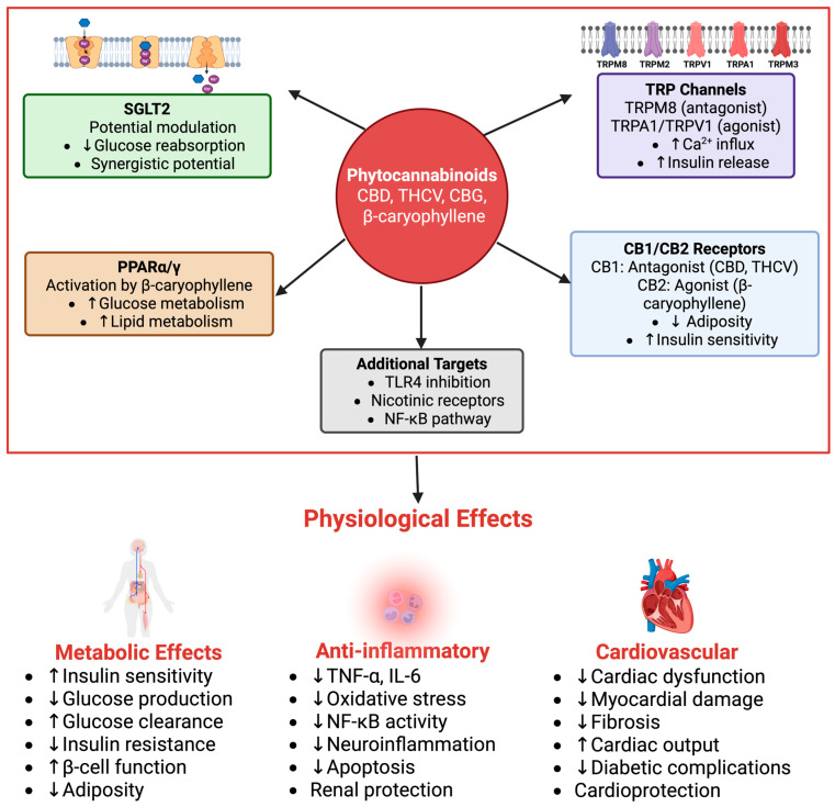 Phytocannabinoid–target interaction network. Diagrammatic network of phytocannabinoid interactions with molecular targets relevant to T2DM: SGLT2, CB1/CB2 receptors, TRP channels (TRPM8, TRPA1, TRPV1), and PPARα/γ/γ. ↑: Increase/Rise; ↓: Decrease/Drop.