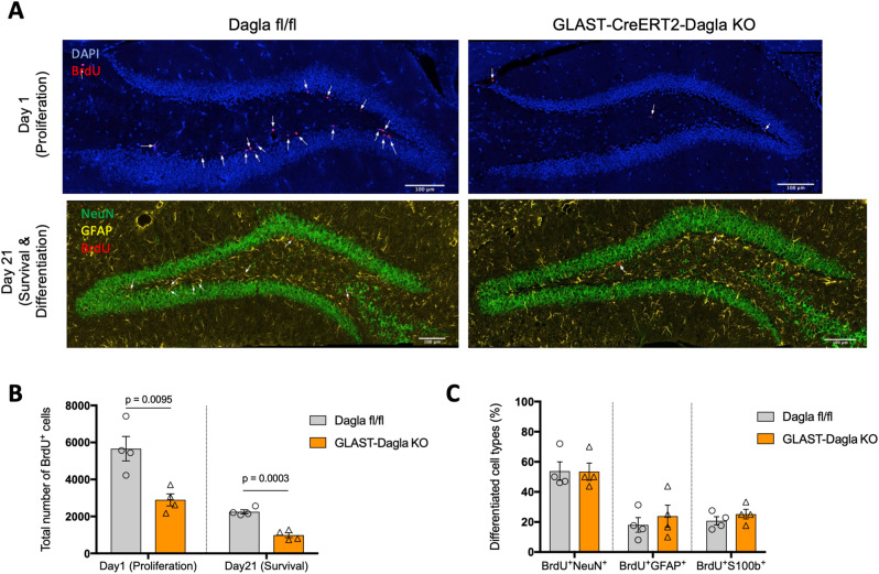 Adult hippocampal neurogenesis is impaired in GLAST-CreERT2-Dagla KO mice. (A) Representative immunohistochemistry micrographs of GLAST-CreERT2-Dagla WT and KO mice one or 21 days after BrdU injections in dentate gyrus to study proliferation and survival/differentiation, respectively (blue: DAPI; red: BrdU; green: NeuN; yellow: GFAP; scale bar: 100 µm). (B) The number of BrdU-positive cells in dentate gyrus of GLAST-CreERT2-Dagla KO mice was significantly lower compared to WT controls one day (p = 0.0095) as well as 21 days (p = 0.0003) after BrdU injections. (C) To analyze differentiation of progenitor cells, co-expression of BrdU-positive cells with neuronal marker (NeuN) or astrocytic marker (GFAP and S100) on day 21 were quantified. There were no changes in differentiation between GLAST-CreERT2-Dagla KO and WT control mice. Values represent mean ± SEM; n = 4 animals/group; 6 analyzed pictures per animal. Student’s t-test.