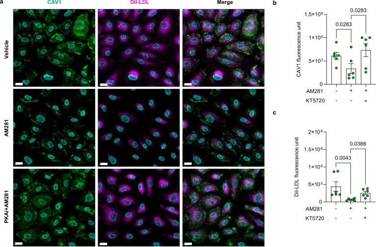 Role of PKA in CB1-dependent regulation of endothelial CAV1 expression and LDL transport.a Representative immunofluorescence analysis of CAV1 expression and Dil-LDL uptake in HAoECs of female donors treated with 1 μM AM281 alone or in the presence of 1 μM PKA inhibitor (KT5720) or vehicle (DMSO) under OSS for 24 hours. Scale bar, 20 μm. Quantification of b CAV1 fluorescence intensity and c LDL uptake fold change (n = 6). Data are shown as mean ± s.e.m.; Kruskal-Wallis H test with Dunn’s post hoc (b, c) test was applied. Each data point represents one individual human sample (biological replicate), collected in at least 2 independent experiments.