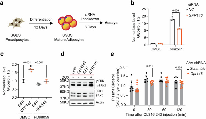 GPR146 regulates mature adipocyte lipolysis through ERK signaling.a Workflow schematic of in vitro lipolysis performed in SGBS mature adipocytes 3 days after transfection with siRNA targeting GPR146. Created in BioRender. Cheng, K. Y. (2026) https://BioRender.com/9j3omk0. b Glycerol release from SGBS mature adipocytes transfected with siGPR146 or control siRNA, with or without forskolin stimulation; values normalized to intracellular triglyceride (n = 3 replicates per experiment, representative of 3 independent experiments). c, Glycerol release from SGBS adipocytes with doxycycline-inducible GPR146 expression under basal condition. Measurements were performed with or without the MEK inhibitor PD98059 and normalized to intracellular TG (n = 3 replicates per experiment, representative of 3 independent experiments). d Representative Western blots of phosphorylated ERK (p-ERK) and total ERK in SGBS cells with or without doxycycline-induced GPR146 expression. e In vivo lipolysis assay in mice with acute depletion of Gpr146 using AAV-shRNA or scramble control, maintained on a MASH-inducing diet for 6 weeks. Mice were injected with CL-316,243 to stimulate lipolysis, and plasma glycerol levels were measured at the indicated time points. (n = 7–9 mice per group). Bars indicate mean ± s.e.m. Statistical analyses were performed using two-sided unpaired t tests (b) or two-way ANOVA (c, e), with P values or adjusted P values indicated. Source data are provided as a Source Data file.