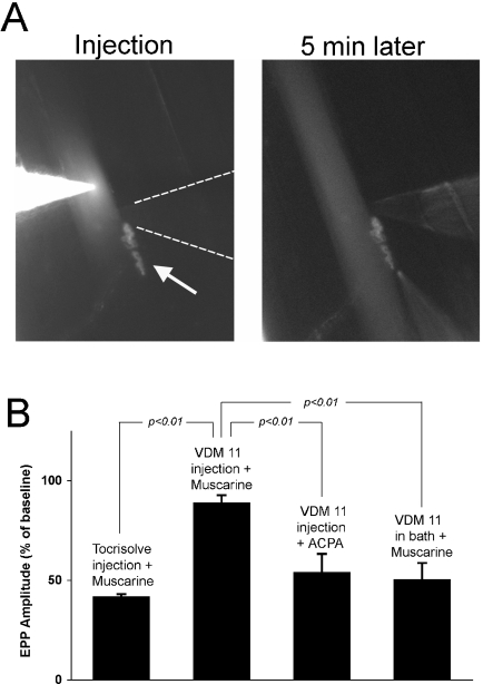 Intracellular injection of cannabinoid transport inhibitor (5Z,8Z,11Z,14Z)-N-(4-hydroxy-2-methylphenyl)-5,8,11,14-eicosatetraenamide (VDM 11) into the muscle blocks muscarine-induced depression. (A) Micrographs showing the injection of VDM 11 into a muscle fibre near an end plate. The image on the left was collected during the pressure injection of VDM 11 and rhodamine B. The neuromuscular junction (NMJ) was stained with tetraethylrhodamine-α-bungarotoxin and can be seen just below and to the right of the injection electrode (arrow). A faint image of the recording electrode can also be seen approaching from the right (highlighted by dashed lines). The image on the right was collected 5 min after injecting the muscle fibre. The injection electrode has been removed from the field of view and the extracellular pipette used to apply muscarine has been moved into position just below the neuromuscular junction. (B) Mean percent reduction of end-plate potential (EPP) amplitudes following the local application of muscarine or arachidonylcyclopropylamide (ACPA). Muscarine was applied to NMJs injected with the solvent Tocrisolve® (n = 3) or with VDM 11 dissolved in Tocrisolve® (n = 6). ACPA was applied to NMJs injected with VDM 11 (n = 8). Muscarine was also applied to NMJs bathed in VDM 11 (n = 4). The Student's t-test was used to calculate the statistical significance of the differences between the indicated pairs of means.