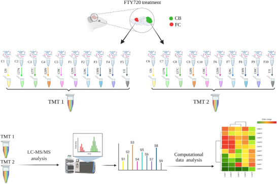 Experimental work flow of the study. CB and FC were dissected from FTY720 treated and control groups (n = 5 each). Proteins were extracted, reduced, alkylated, and digested with Lys‐C and trypsin. Labeling was performed using 10 plex TMT, then fractionated and analyzed by LC‐ESI‐MS/MS on a Thermo Scientific Orbitrap Fusion Mass Spectrometer (SPS‐MS3 method), and finally computational analyses were performed to identify the changes between FTY720 treated and control groups. CB, cerebellum; FC, frontal cortex; LC‐ESI‐MS/MS, liquid chromatography‐electrospray ionization tandem mass spectrometry; TMT, tandem mass tag