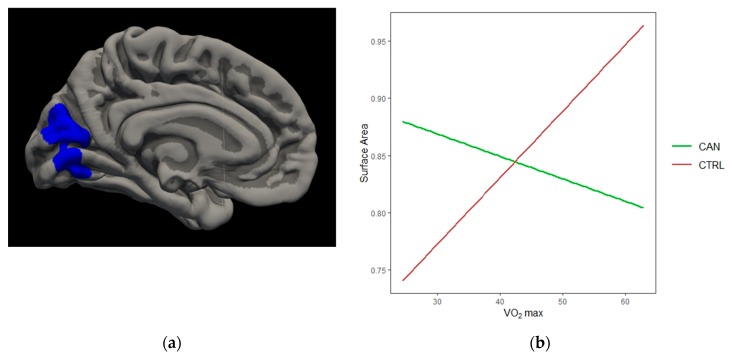 Cannabis*VO2 Findings. (a) Medial view of significant interaction between VO2 and cannabis group in left cuneus SA; (b) non-using controls demonstrated a positive relationship between VO2 and increased area, whereas cannabis users demonstrated a negative relationship. (c) Lateral view of significant interaction between VO2 and cannabis group in left lateral occipital LGI; (d) non-using controls demonstrated a positive relationship between VO2 and increased LGI, whereas no trend was observed for cannabis users.