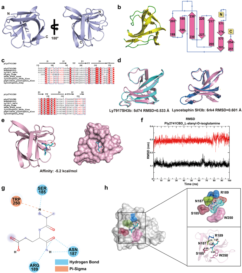 Structural analysis of the Ply2741CBD and the substrate complex. (a) The overall structure of Ply2741CBD depicted in cartoon model. (b) Secondary and topology structure of Ply2741CBD. β-strands and coil are indicated in yellow and green, respectively. (c) Multiple sequence alignment of Ply2741CBD with homologous proteins. (d) Structural comparison between Ply2741CBD (pink), Ly7917 (cyan) (PDB ID:5d74), and Lysostaphin SH3b (blue) (PDB ID: 6rk4) with an RMSD of 0.533Å and 0.607Å, respectively. (e) Structure of the Ply2741CBD_L-alanyl-D-isoglutamine complex shown in both cartoon and surface model, obtained through molecular docking. (f) The RMSD results of the Ply2741CBD_L-alanyl-D-isoglutamine complex structure over 100 ns obtained from molecular dynamics analysis. The protein and ligand were represented by black and red curves, respectively. (g) Key residues involved in the interaction between Ply2741CBD and L-alanyl-D-isoglutamine. S185, N187, and R189 interact with ligand through hydrogen bonds (blue), while W250 interacts with ligand through a π–sigma interaction (orange). (h) Surface representation of the Ply2741CBD_L-alanyl-D-isoglutamine complex, with key residues displayed in stick model and labeled with different colors. The zoomed image illustrates the interaction between L-alanyl-D-isoglutamine and key residues of CBD, depicted in both dots and stick model. Distances between residues and L-alanyl-D-isoglutamine were measured via PyMOL and labeled in the image.