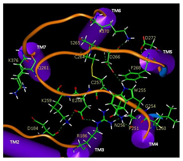 Extracellular loop placement on the human CB1 receptor model illustrating key interacting residues among E1, E2, and E3.