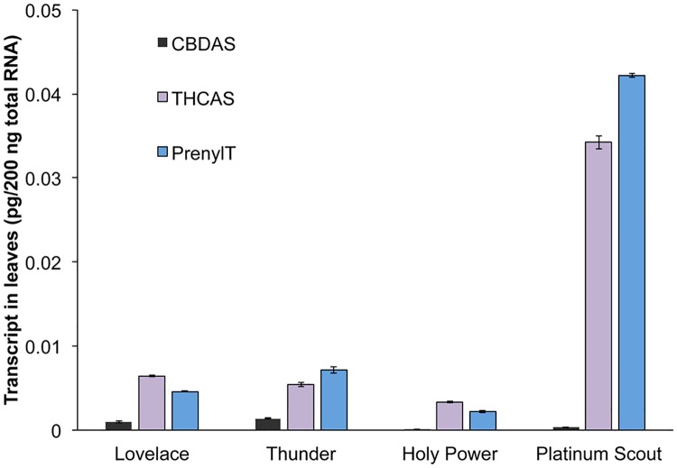 Transcript accumulation in leaf samples of cannabinoid biosynthetic genes.Leaf RNA from the indicated strains were assayed in triplicate by qRT-PCR, using primers for CBDAS (black), for THCAS (purple) or prenyl transferase (blue).