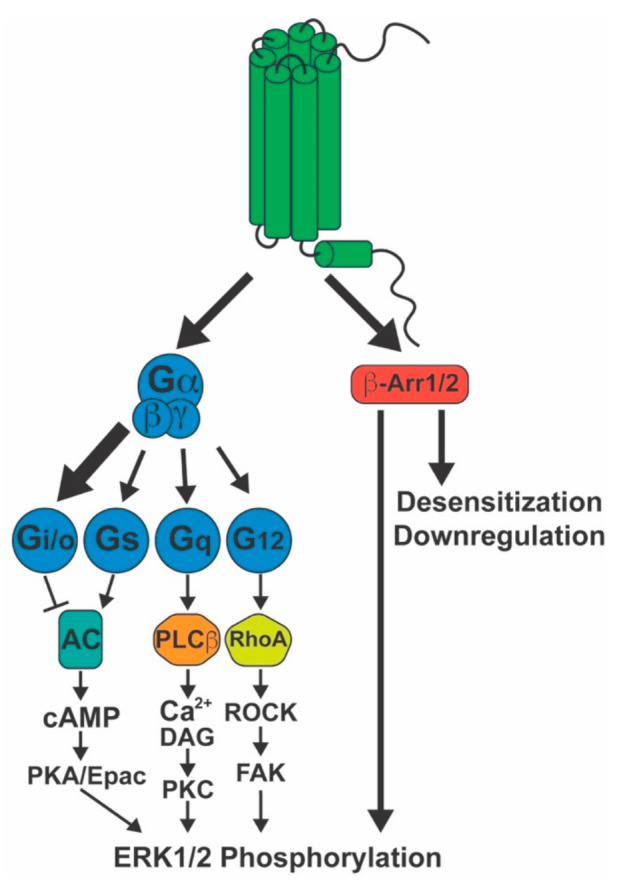 Signaling activated by the CB1 receptor. The CB1 receptor primarily couples to Gi/o proteins (large arrow), but also to Gs, Gq/11, and G12/13 (smaller arrows) to a lower extent. CB1 also recruits both β-arrestin1 and β-arrestin2. These proteins mediate receptor desensitization, endocytosis, and pERK1/2 signaling. The latter can also be induced by downstream signaling events stemming from the G-protein pathways. AC: adenylyl cyclase; β-Arr1/2: β-arrestin1/2; cAMP: cyclic adenosine monophosphate; DAG: diacylglycerol; Epac: exchange protein directly activated by cAMP; ERK1/2: extracellular-signal-regulated kinase ½; FAK: focal adhesion kinase; PKA: protein kinase A; PKC: protein kinase C; ROCK: Rho-associated protein kinase.