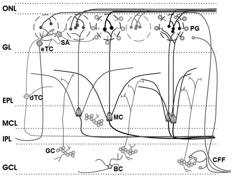 Olfactory bulb circuitry. Olfactory receptor neuron axons enter the main olfactory bulb through the olfactory nerve laver (ONL), to synapse with periglomerular cells (PG), mitral cells (MC) and tufted cells (of which external, eTC, and deep, dTC, tufted cells are shown) within the glomerular layer (GL). Short Axon (SA) cell axons receive synaptic input from eTCs and form extensive interconnections between glomeruli, while mitral cell apical dendrites convey sensory information to deeper layers of the bulb. In the external plexiform layer (EPL), mitral and (deep) tufted cells extend lateral dendrites which release glutamate onto the dendrites of granule cells (GC). Mitral cell bodies are located in the mitral cell layer (MCL), which is also densely packed with granule cells. Mitral and tufted cell axons project through the internal plexiform layer (IPL) to olfactory cortex (their axon collaterals branching into the GCL are not shown). The granule cell layer (GCL) contains the major population of inhibitory granule cells. Blane’s cells (BC) within the GCL make inhibitory contact with granule cells. Centrifugal fibers (CFF) shown projecting to the GL and GCL include glutamate-releasing axons of olfactory cortex pyramidal cells receiving mitral cell output. Modified from [60]; original drawing by Cristina Shirley.